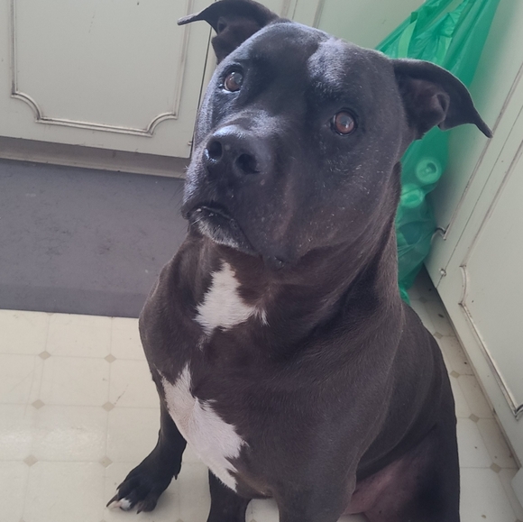 Meet your posher - Picture 2 of 2